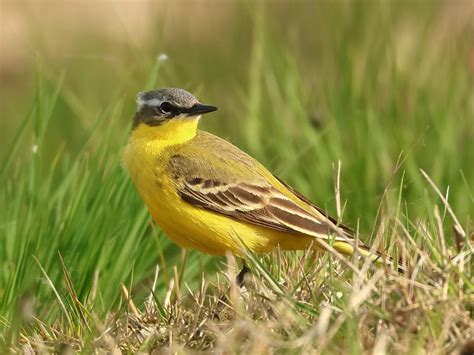 Vroege Vogels Foto Vogels Gele Kwikstaart Met Klein Kuifje