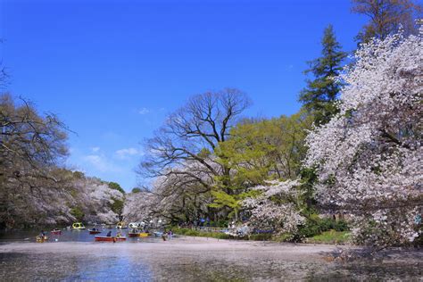 Inokashira Park - GaijinPot Travel