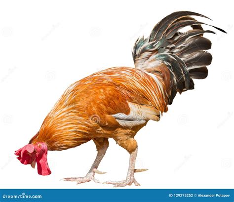 Bright Orange Color Rooster Isolated On White Stock Photo Image Of