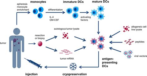 Frontiers Dendritic Cell Based Immunotherapy In Lung Cancer