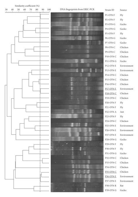 Dendrograms And Genomic Dna Fingerprints Of E Coli Isolates That