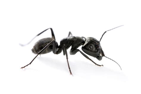 Which Ant Species Are Known For Invading Homes In Maine? And Can They ...