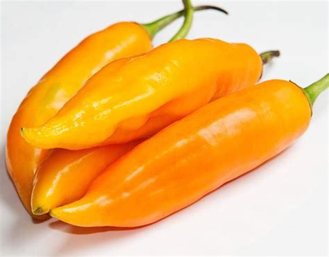 Aji Amarillo Mirasol Seeds Pure Peruvian Amazon Strain Etsy