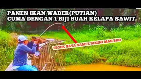 Asyik Nya Mancing Ikan Nilem Putihan Ikan Wader Dari Atas Jembatan