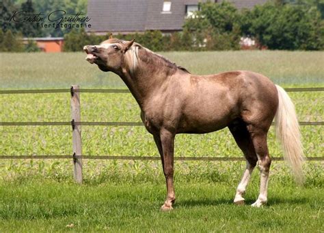 Berber horse | Лошади
