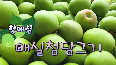 매실청 담그기 홈메이드 비법 대공개 맛과 건강을 한번에 챙기세요