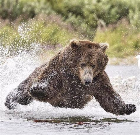 Grizzly Bear using his own unique fishing technique. The 400lb Male ...