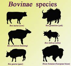 140 Bovines ideas | cow, animals, like animals