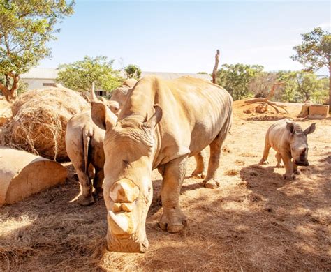 動物明星狂賣萌x保育員轉當網紅 六福村動物王國yt直播動物園實境解謎 蕃新聞