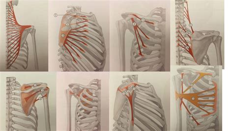 Humerus Scapula Posterior View Diagram Quizlet The Best Porn Website