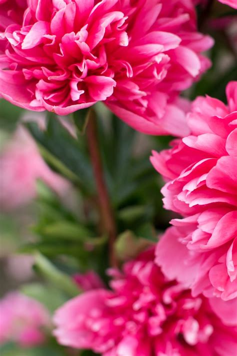 Pink Peonies To Grow And Enjoy (With Pictures) - Green Garden Cottage