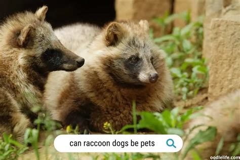 What Is A Raccoon Dog? (with Photos) Understanding This Canine Species ...