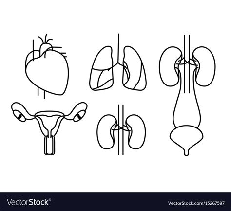 Human Body Systems Clipart Black And White