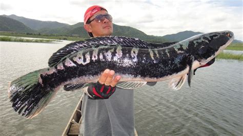 Incredible Giant Snakehead Fishing How To Catch Giant Snakehead