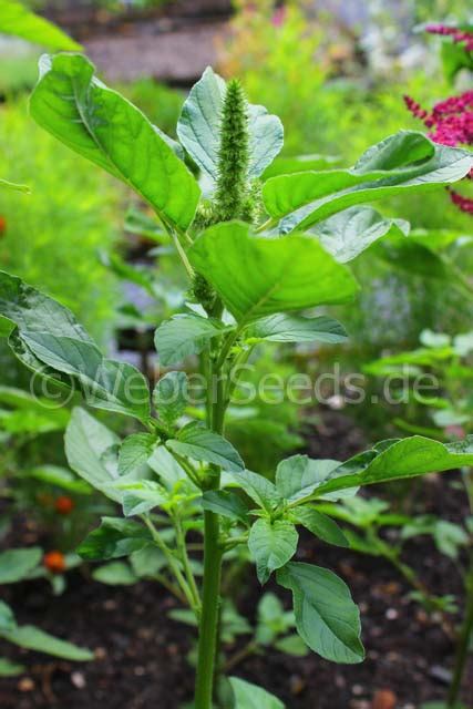 Amaranthus Retroflexus Red Root Amaranth Seeds Plants Dried Herbs