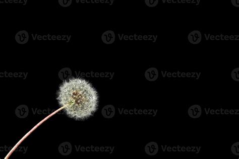 White Dandelion With Drop Of Dew On A Black Background Overlay