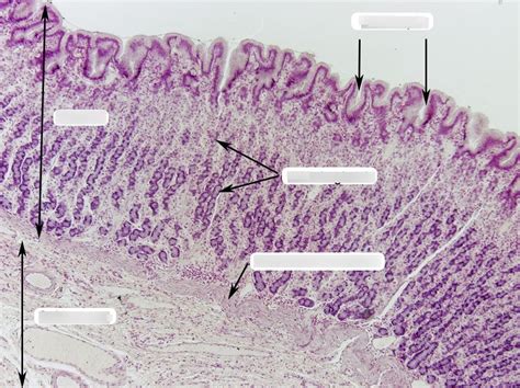 Stomach Histology Diagram Quizlet