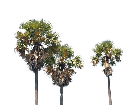 Asian Palmyra Palm Toddy Palm Sugar Palm On Transparent Background