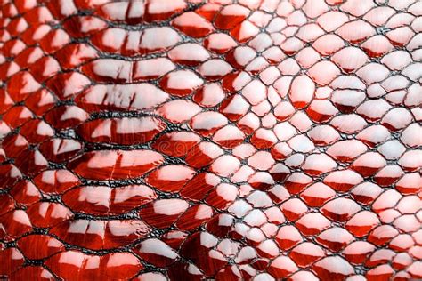 Piel De Serpiente Roja Foto De Archivo Imagen De Cerrado 11868272