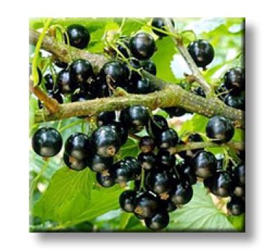 Ribes nigrum / Касис, Черно френско грозде