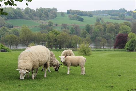 Yorkshire Sculpture Park