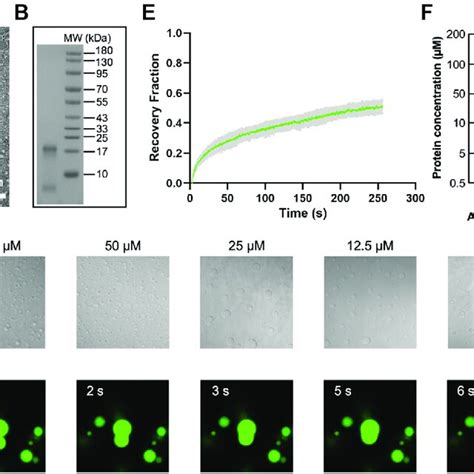 Aβ 42 Os undergo LLPS in vitro A negative staining TEM image of 200