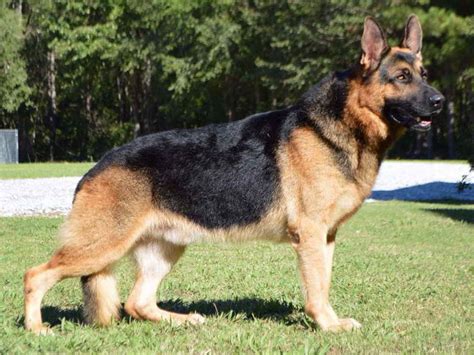 German Shepherd Akc