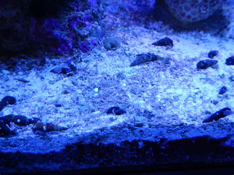 Infestation Of Sand Tube Worms Reef2reef Saltwater And Reef Aquarium