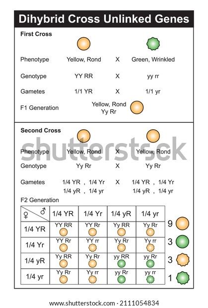 Dihybrid Mendels Lisanslanabilir En Az Telifsiz Stok Vekt R Ve