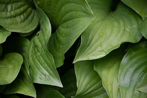 Hosta Feuille Plantes Photo Gratuite Sur Pixabay Pixabay