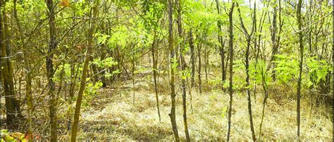 Lady Alice Compilation Beauty And Sexuality Shemale Porn Feat Mesmeriza By FapHouse XHamster