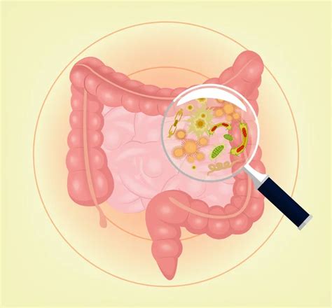 Intestino Vetores De Stock Ilustra Es Vetoriais Free Intestino