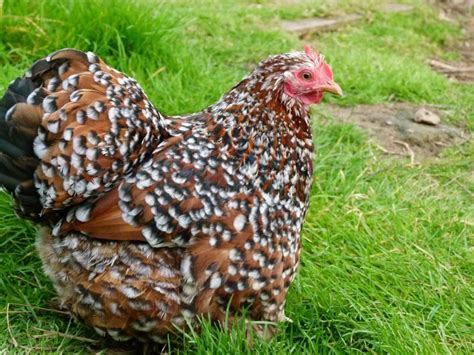 poule bantam de pekin porcelaine rouge agée de 5 mois POUL28 Vente