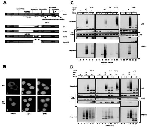 A Central Part In Mdm2 Is Essential For P53 Ubiquitylation A