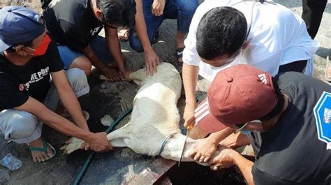 Tahap Dan Tata Cara Penyembelihan Hewan Kurban Siapkan Hal Hal Ini