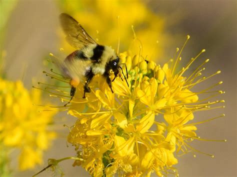 Yellow Bee Plant Seeds (Peritoma lutea) — Northwest Meadowscapes