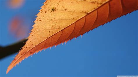 Fondos De Pantalla Hojas Naturaleza Cielo Azul Hoja Ala