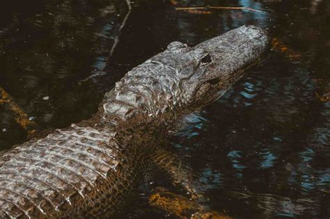 Fakahatchee Hilton A Gator Haven In South Florida At The Fakahatchee