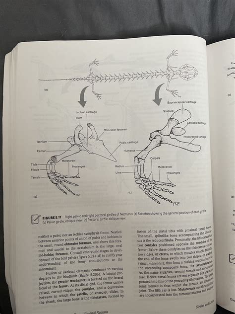 Diagram Of Pelvic And Pectoral Girdles Of Necturus Quizlet