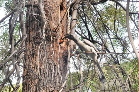 Indian Grey Hornbill nesting earlier in Indore - Bird Count India