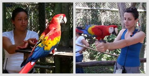 Ayudando A Salvar A La Guacamaya Roja Blog Xcaret Lee Sobre Viajes Gastronomía Naturaleza