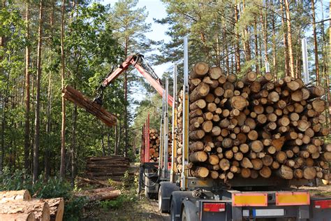 3 Challenges Facing the American Forestry Industry