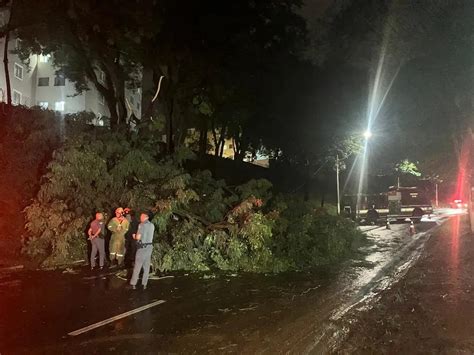 Chuva Provoca Queda De Mais Uma árvore Em Campinas Cbn Campinas 991 Fm