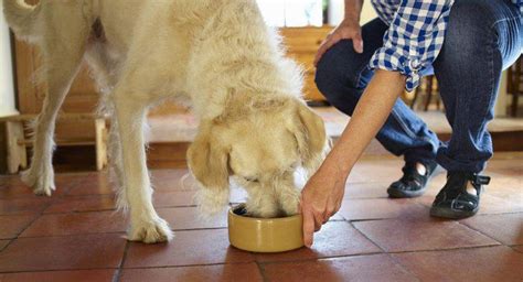 ¿cuáles Son Algunas De Las Cualidades De Los Alimentos Para Perros Más Saludables