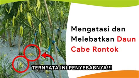 Mengatasi Daun Rontok Masa Bunga Dan Buah Sekaligus Melebatkan Youtube