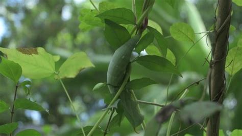 Green Caterpillar Horn On Tail Similar Stock Footage Video (100% ...