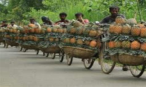 The Season of Fruits in Bangladesh