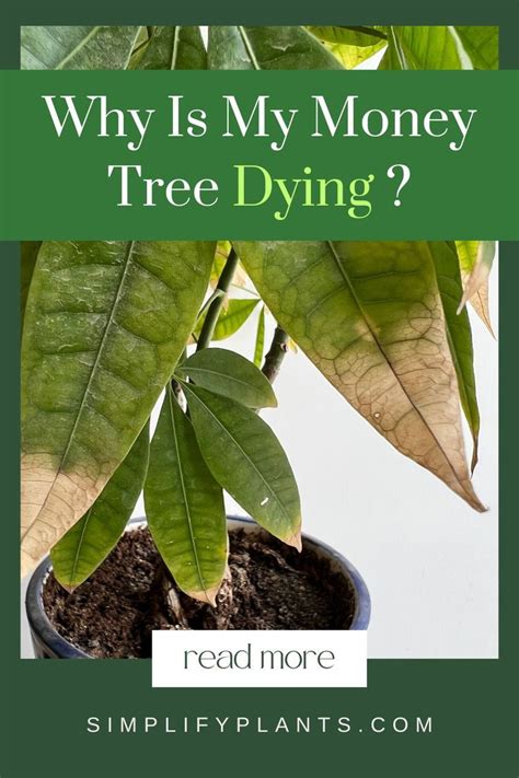 7 Signs Your Money Tree Is Dying What To Do Artofit