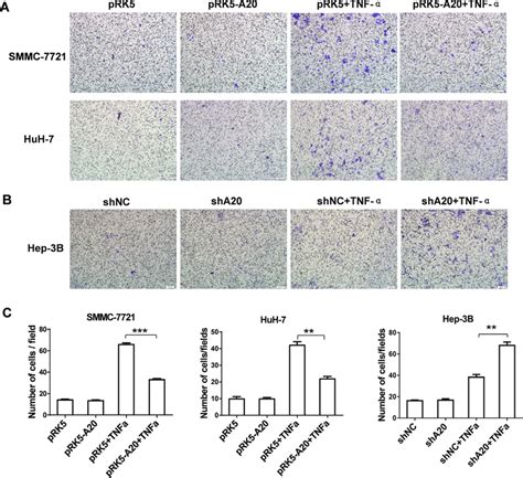 A20 Inhibited Migration Of Hcc Cells Induced By Tnf α A