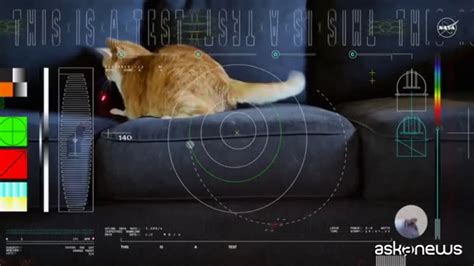 La Nasa Invia Un Video Con Un Gatto Dallo Spazio Profondo